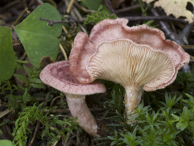 Lactarius spinosulus